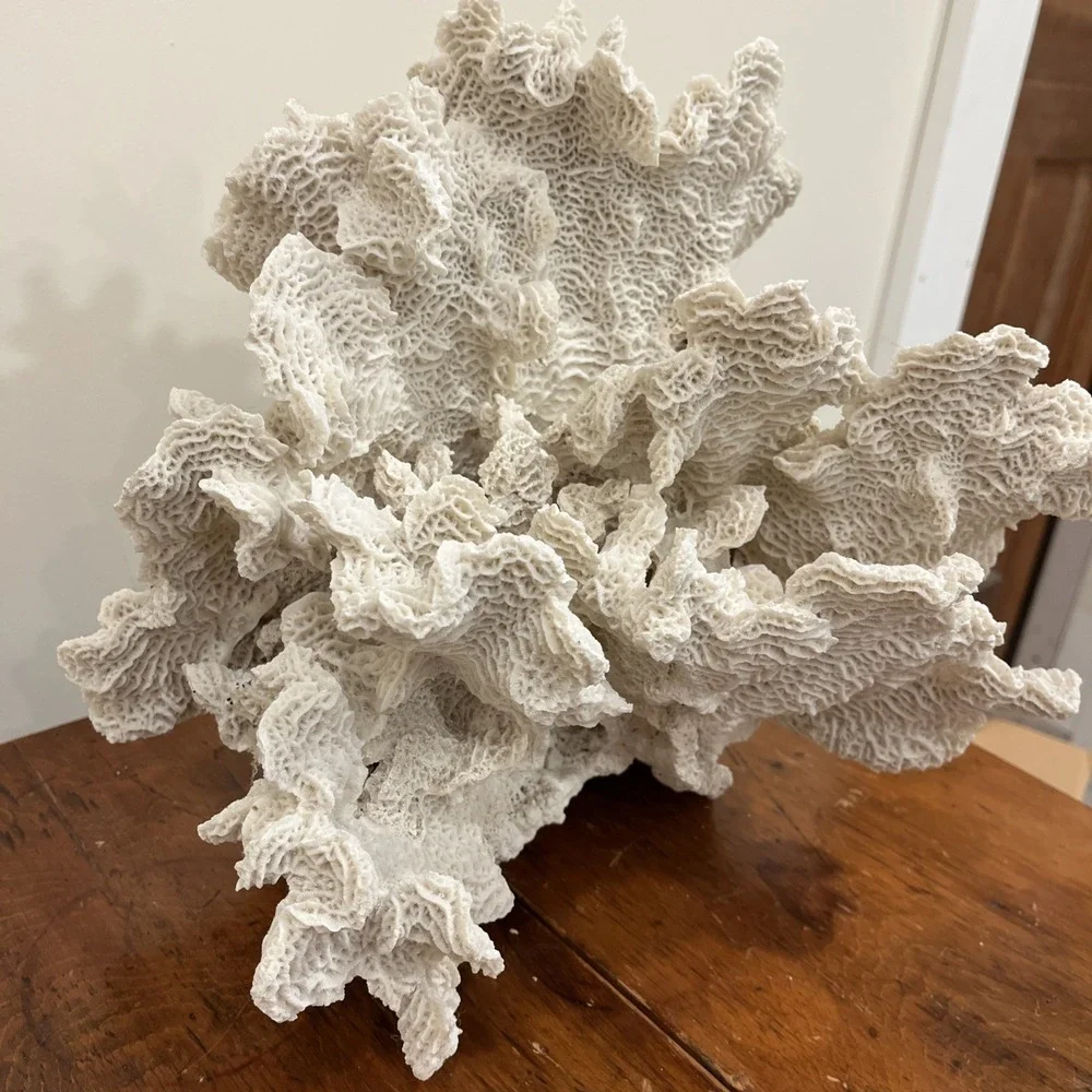 Huge Natural Lettuce Coral Skeleton Reef Specimen Coastal Shelf Decor 14x10.5x8